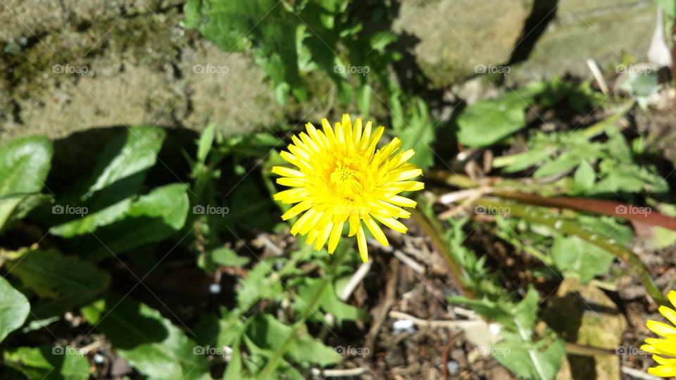 Yellow Flower. Photo taken in our garden.