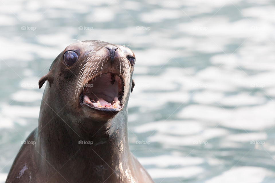 Sea lion with it’s mouth wide open 