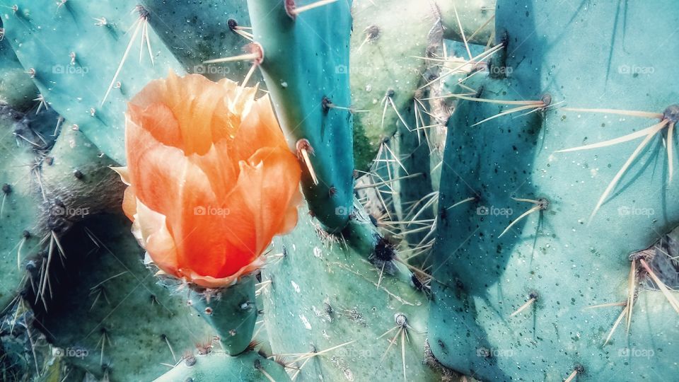 Texas Prickly pear cactus flower