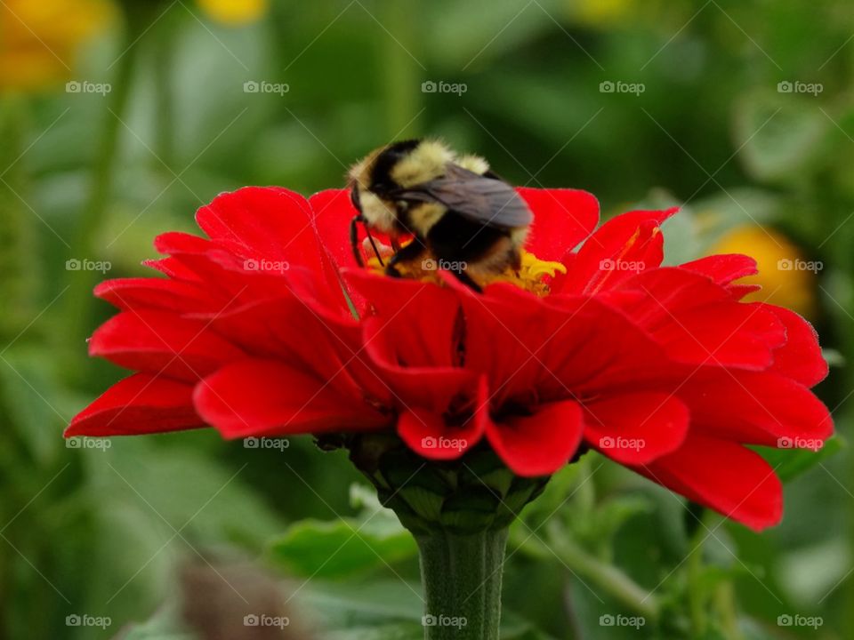 Bumblebee Pollinating A Red Zinnia. Bee Pollinating A Flower
