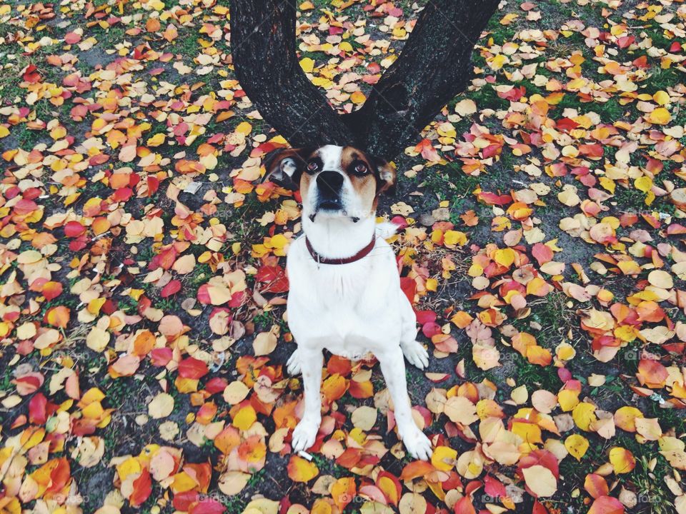 cute dog with horns sitting on the bright leafs