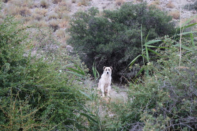 dog