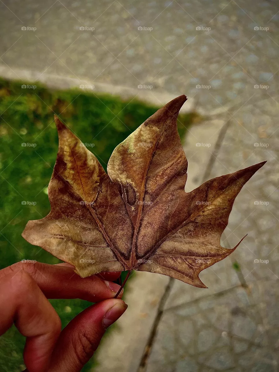 The autumn