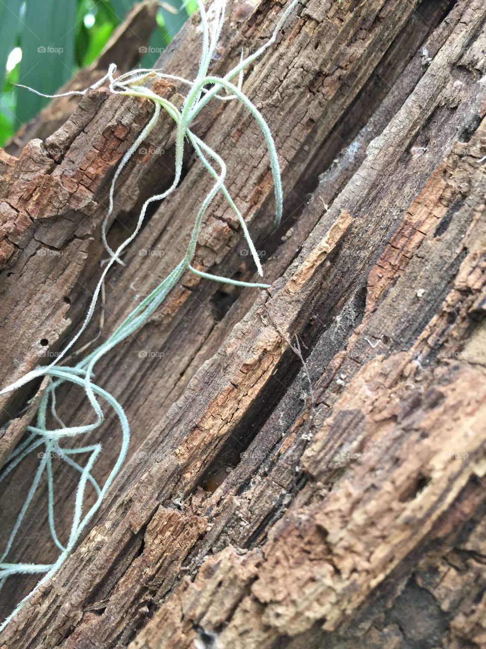 Moss on a Tree Trunk