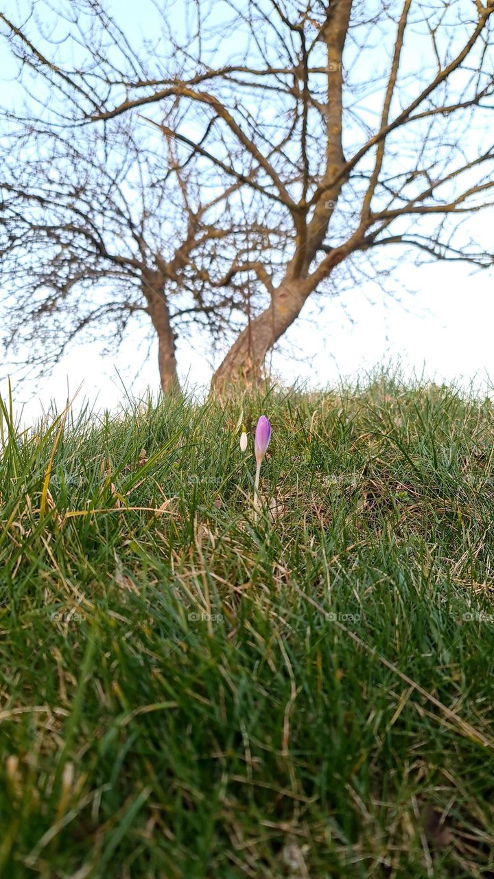 Spring Frühling  Krokus flower Baum tree Day Dream