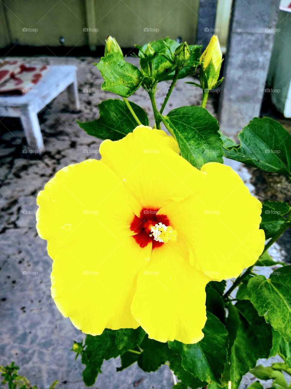 a bright yellow hibiscus flower