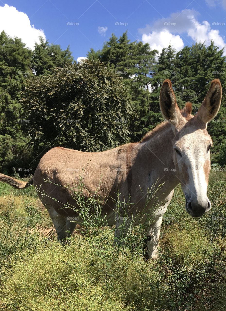 Donkey Theobaldo in the middle of the grass.  It looks like your lunch will be very good today ... / O burrinho Theobaldo em meio ao capim. Parece que seu almoço será muito bom hoje...