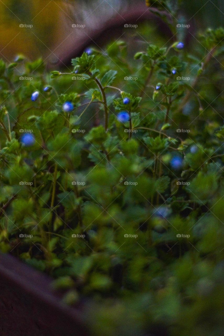 Wild flowers blooming in the rain 