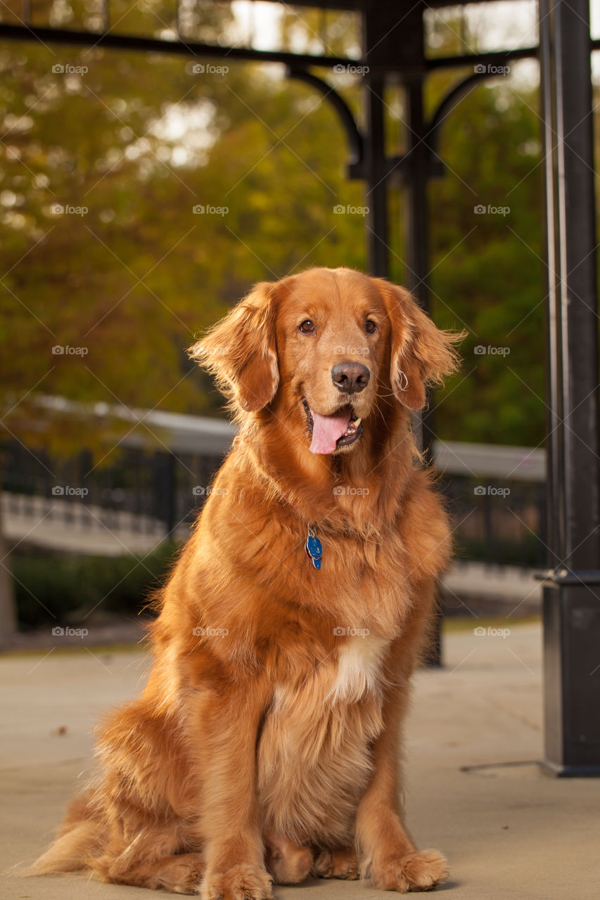Golden Retriever portrait 