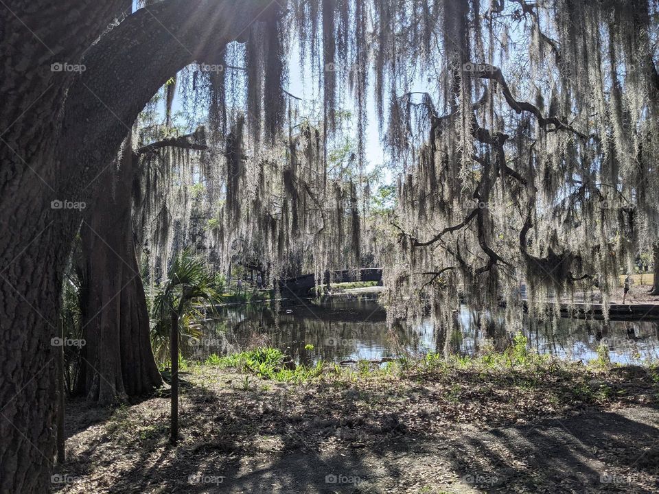 live oak tree with bright blue sky and sunshine in new Orleans offering shade and covered with green moss