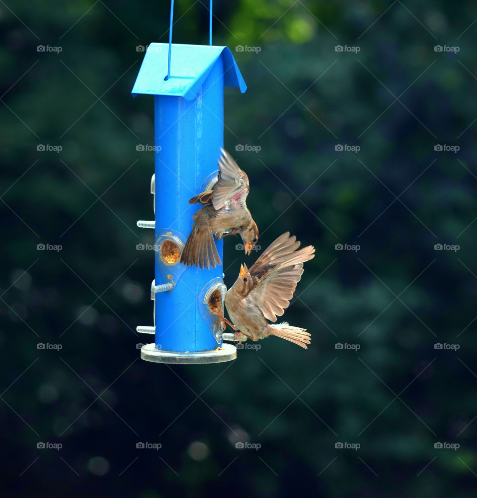 Two birds on bird feeder


