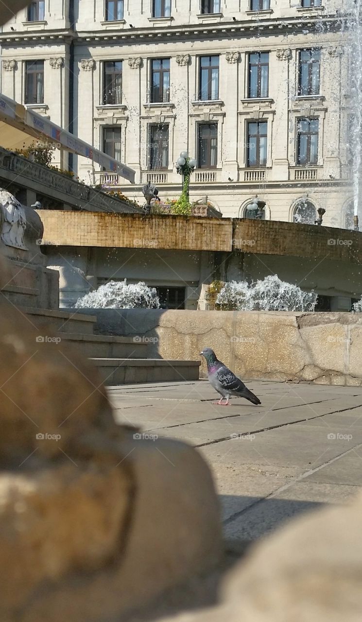 Pigeon on a walk
