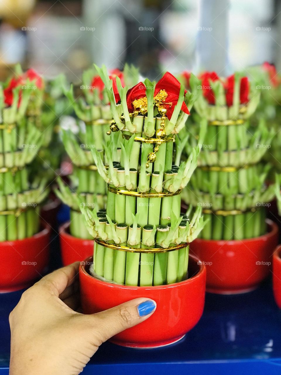 Holding lucky bamboo plant 