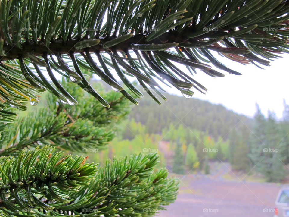 Pine with dew