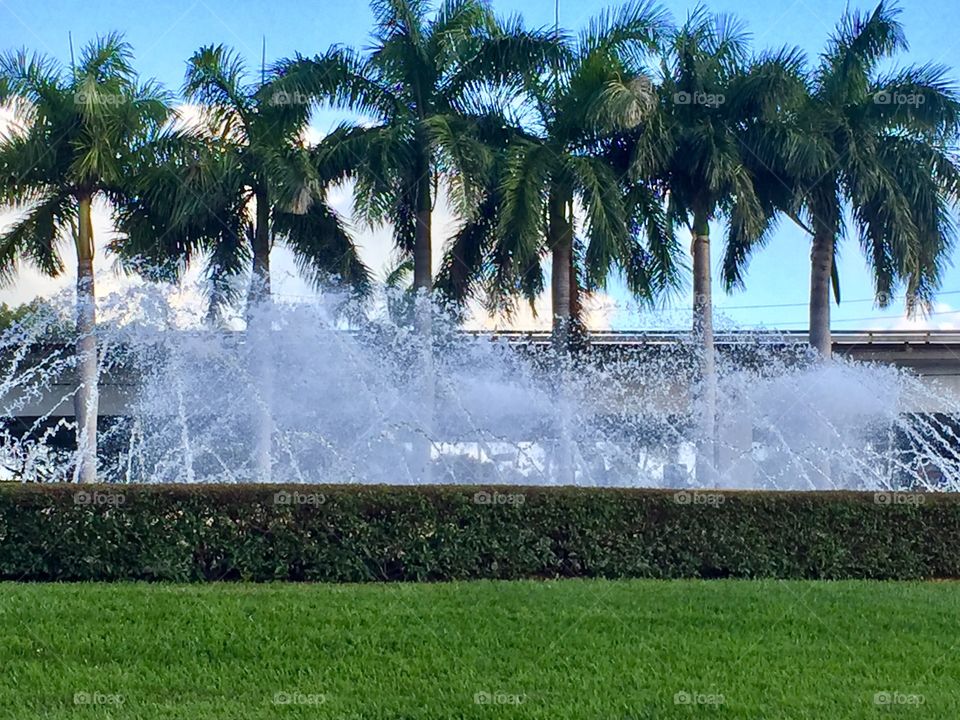 Beautiful Royal Palm trees behind the fountain 