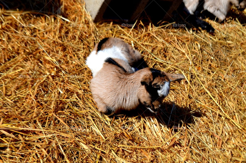 Baby Goats