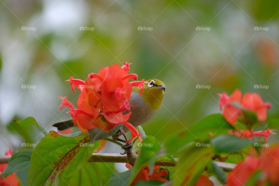 bird with flowers