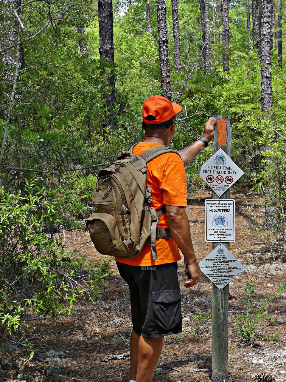 Backpacking through the Florida Trail - The trees were the towers of the forest. We looked up and the trees were skyscraper tall.. We were in awe of the size and majesty of the trees. The Beauty of the forest comforted our hearts. 