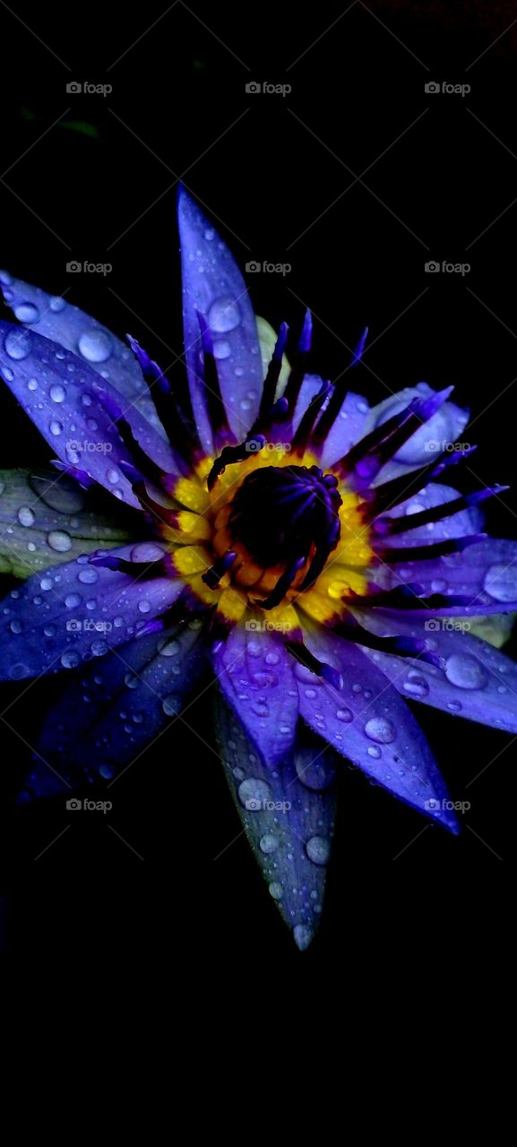 naturelove, blue love, beautiful picture, dark background