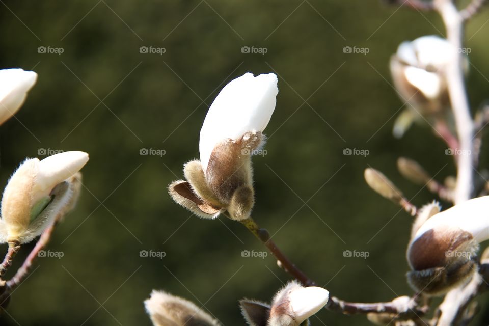 Japanese magnolia 
Magnolia Kobus