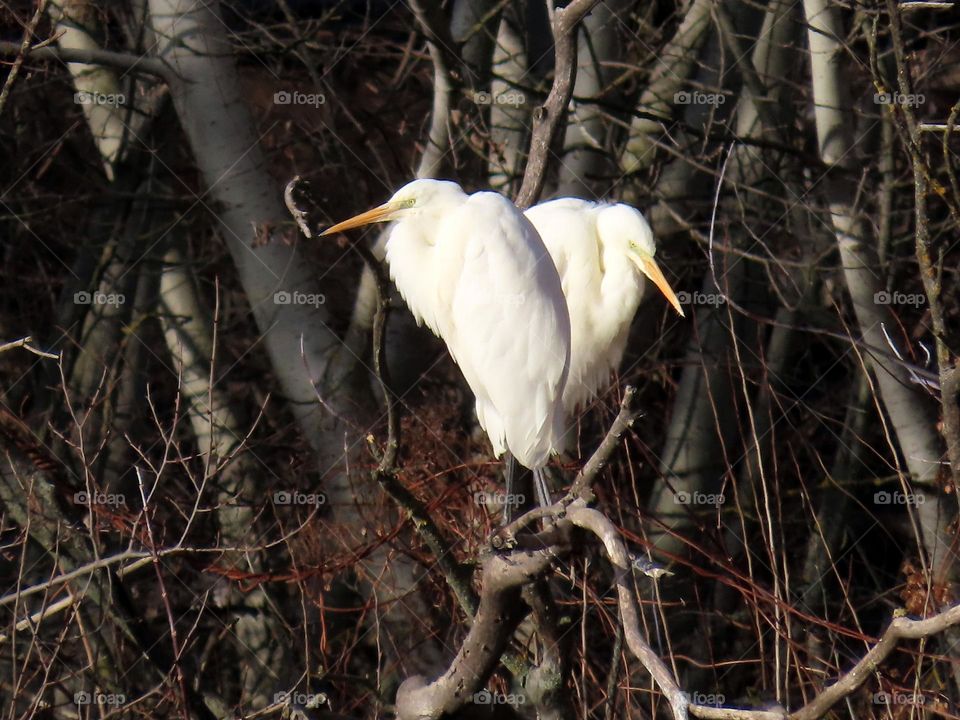 White Herons on a Tree