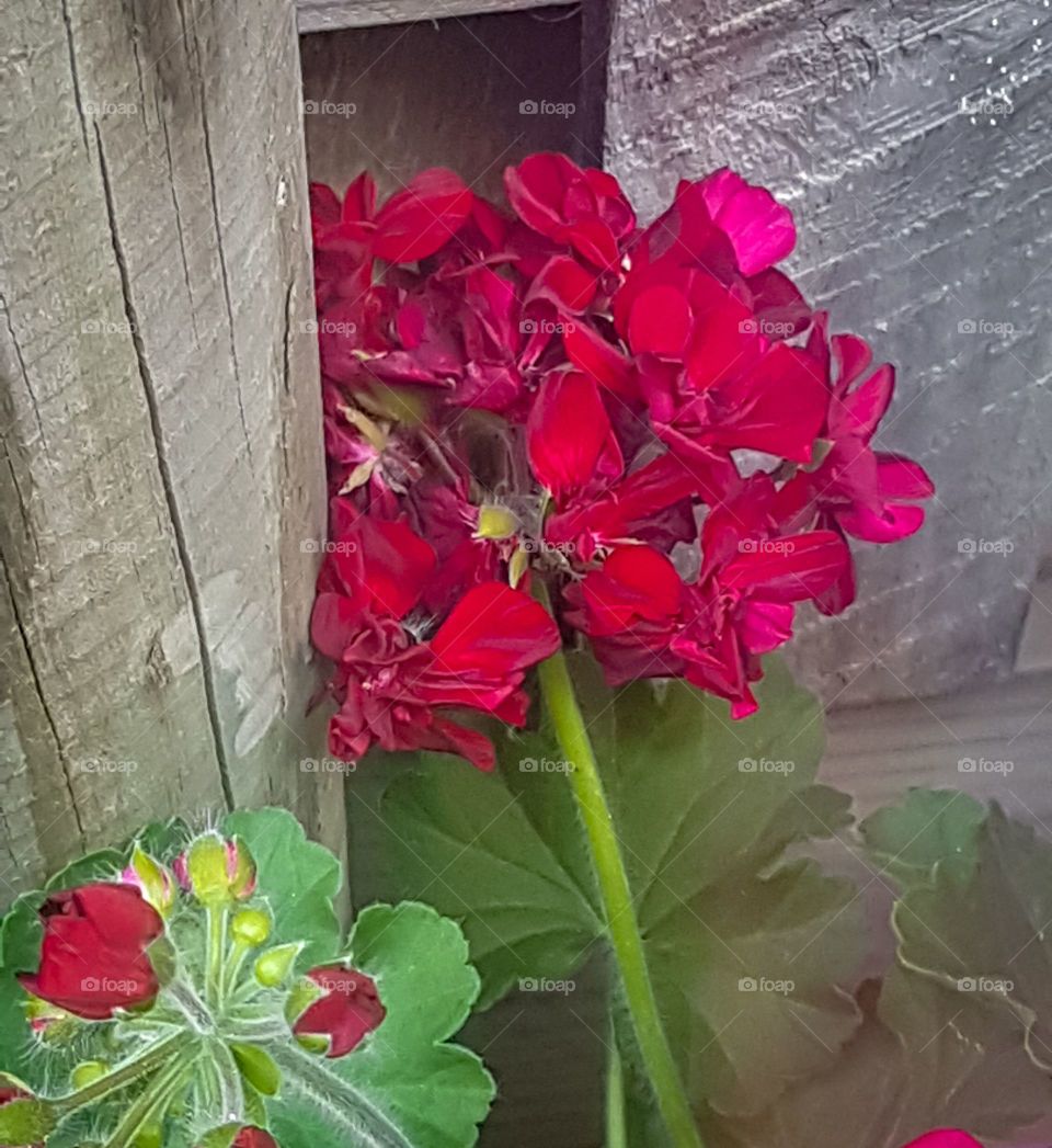 Rich Red Flowers