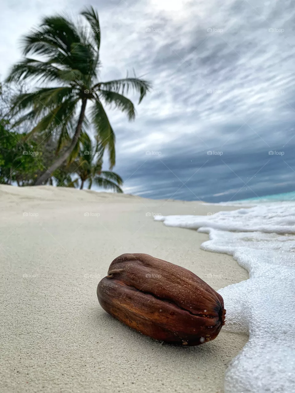 Coconut
