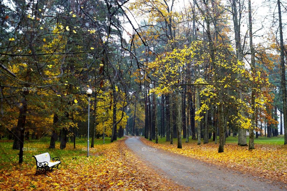 autumn fairy forest. forest with yellow leaves