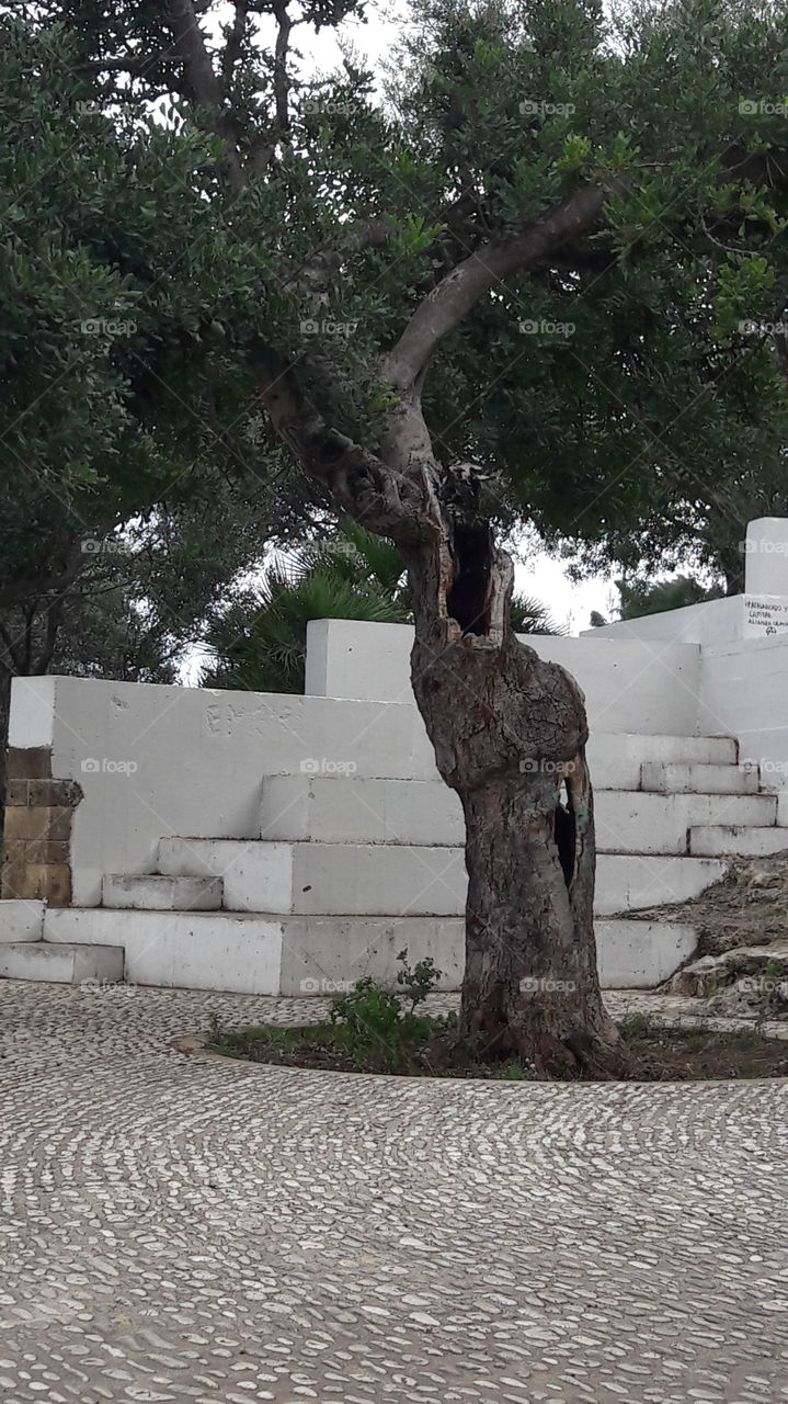 Algarrobo. Árbol