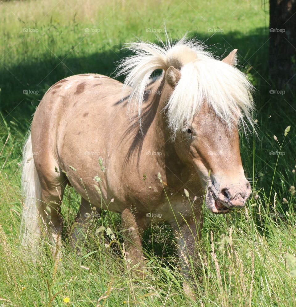 beautifull NMPRS stallion appaloosa in the nature