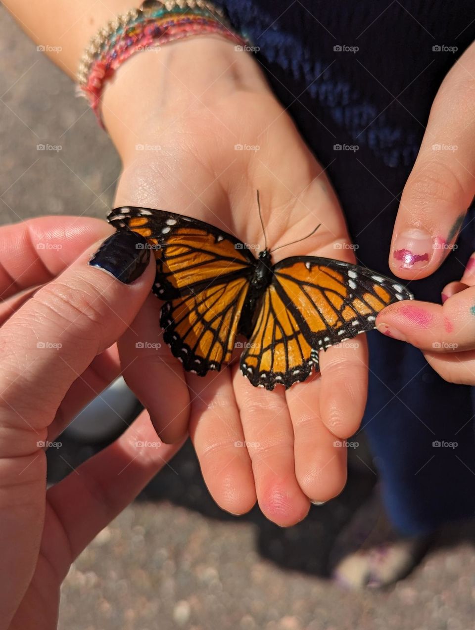 holding a monarch butterfly, dead monarch butterfly, touching a butterfly, monarch wings
