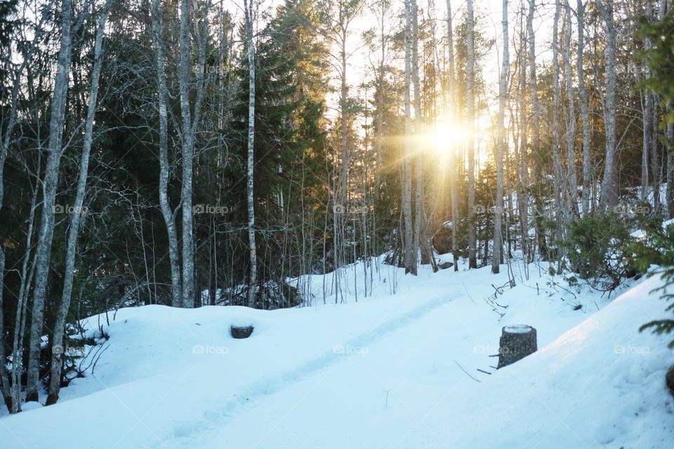 Snow, Winter, Cold, Wood, Tree