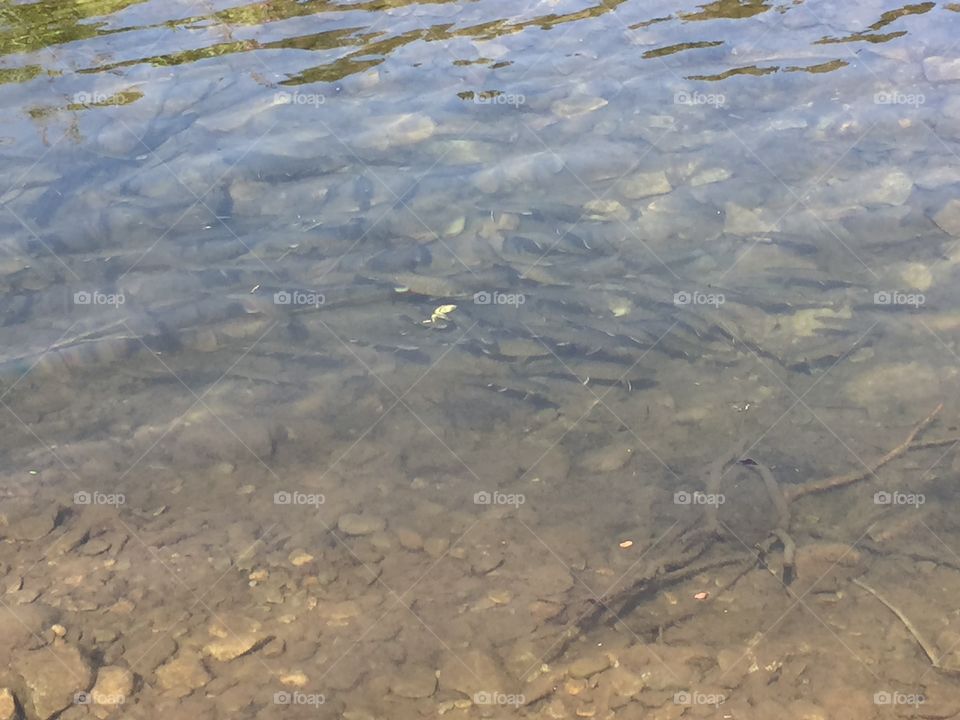 Rainbow trout . Saw these little guys while trekking down a little river to get to a beaver pond