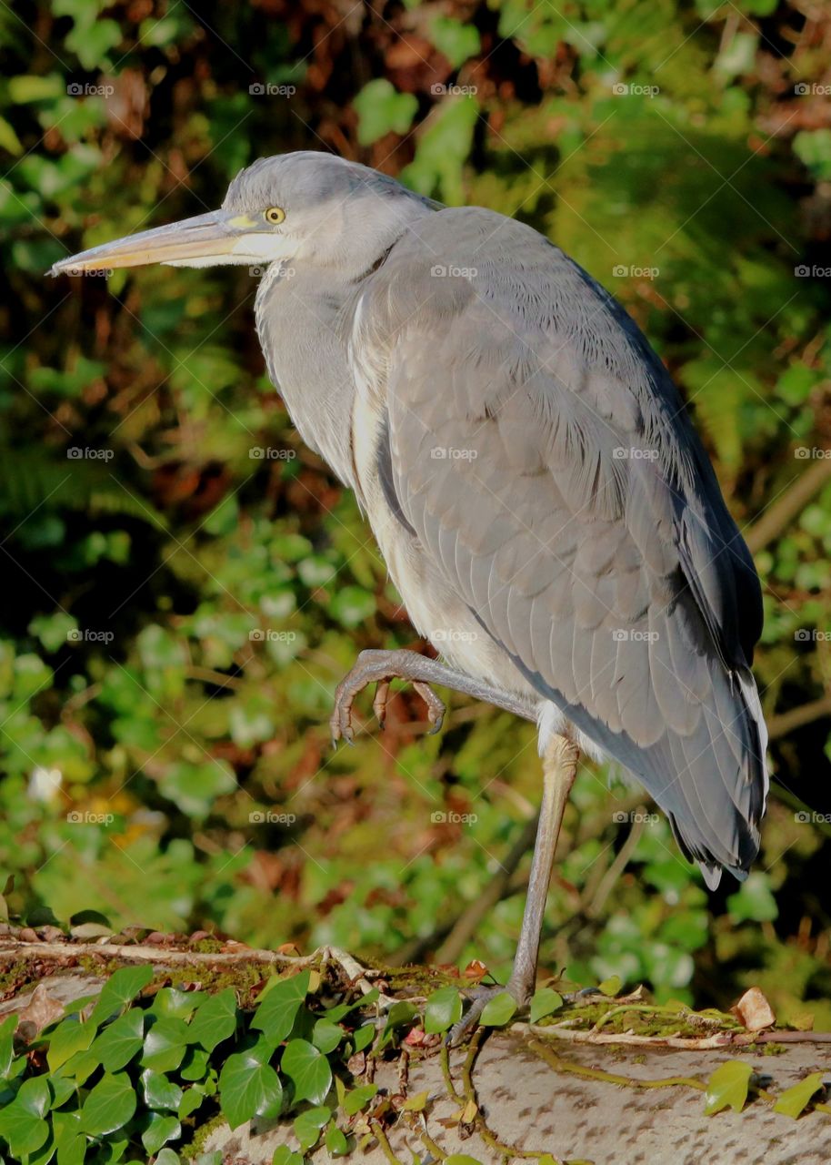 Gray heron on one leg ;)
