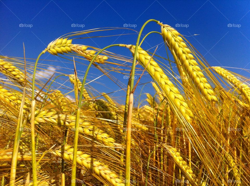 Golden wheat