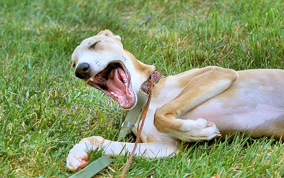 Close-up of dog lying on grass