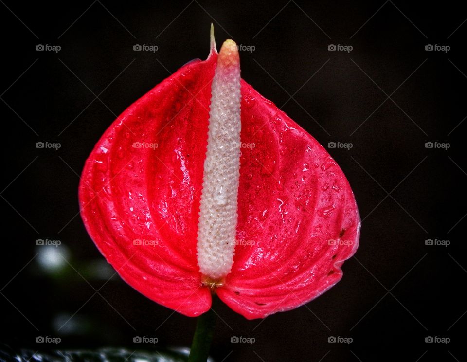 Red Lips of the Flower.