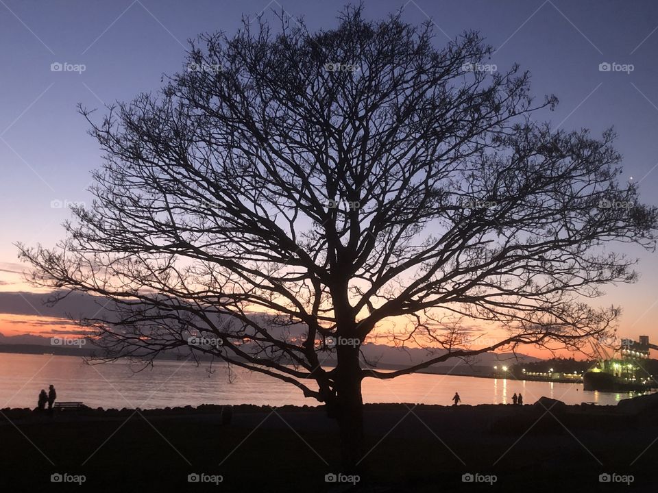 Sunset by the bay in the background with the tree spreading its branches and beginning to get new leaves as spring approaches 