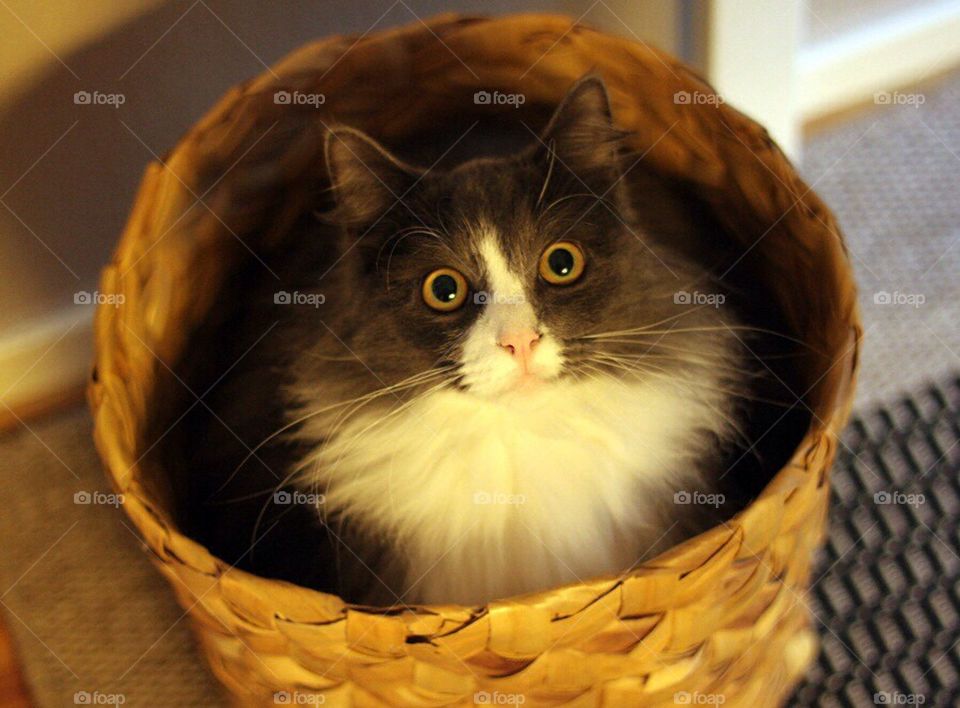 Cat in basket