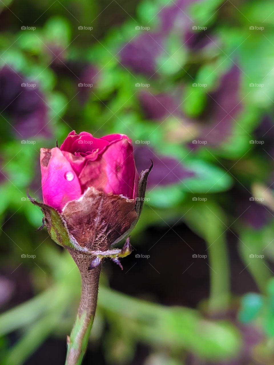 Rose bud