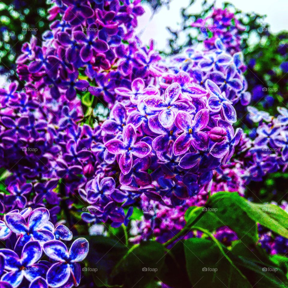 Lilac in bloom, Oil painting-mimicry