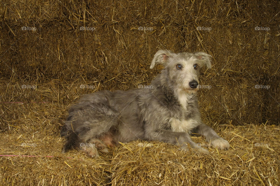 Lurcher Dog Breed