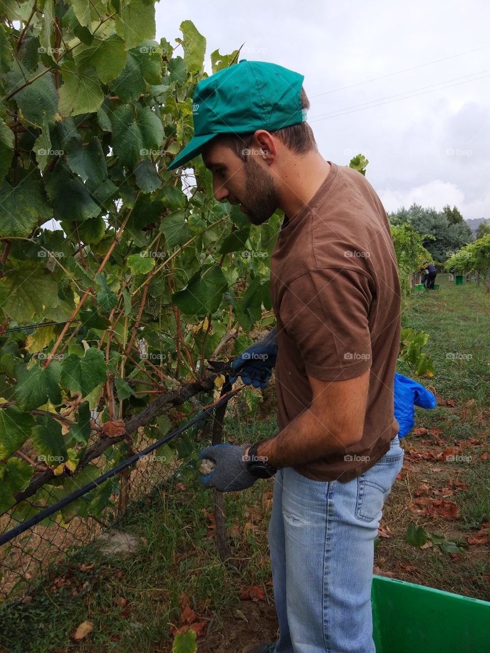 People, Man, One, Adult, Vineyard