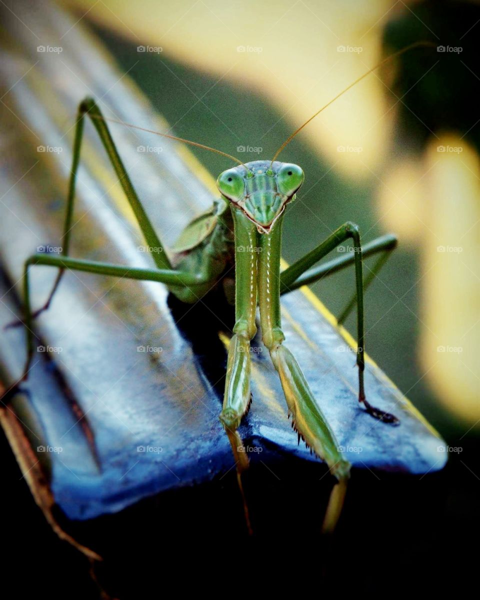 Friendly Praying Mantis