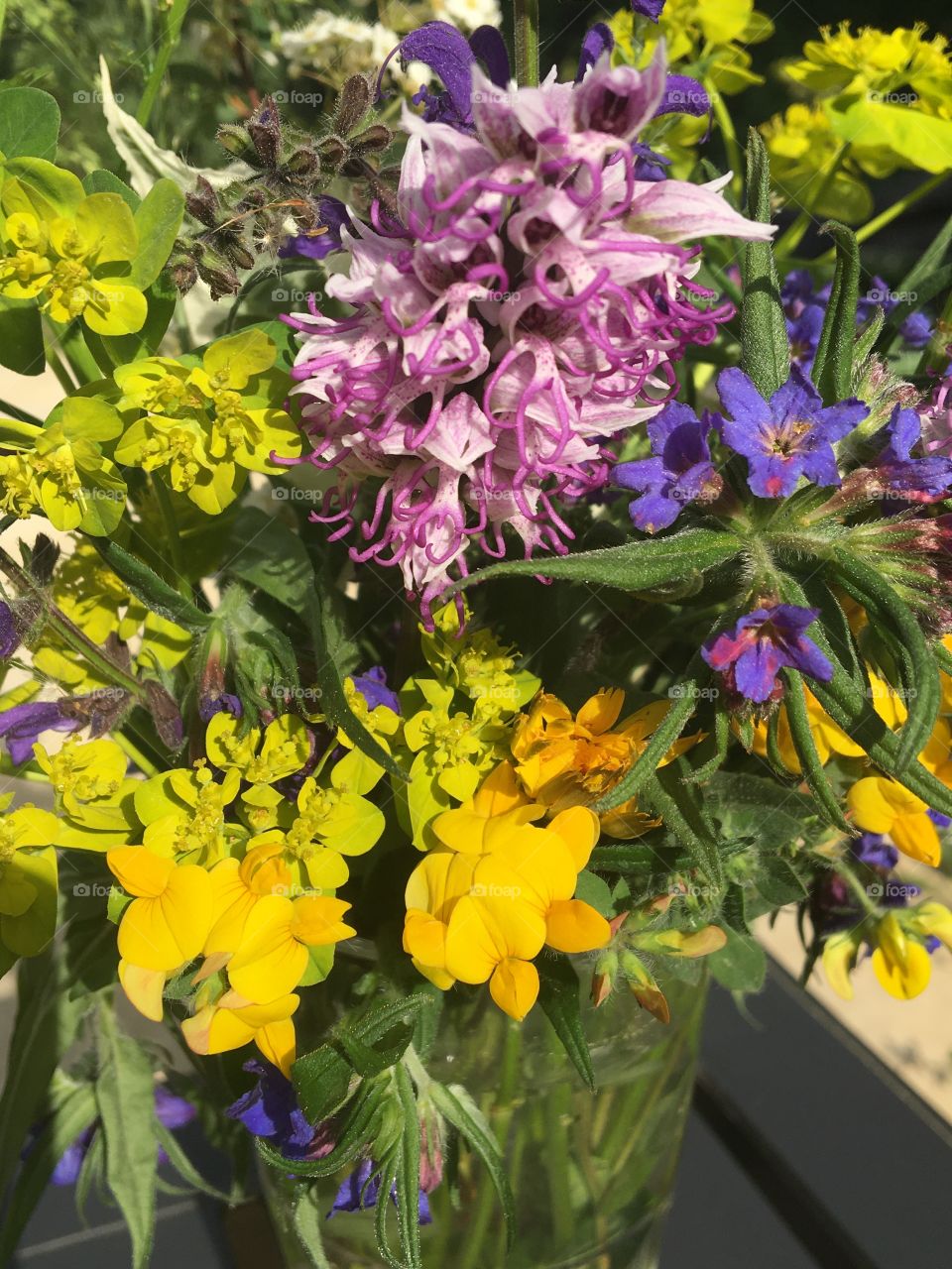 Flowers from fields in springtime 