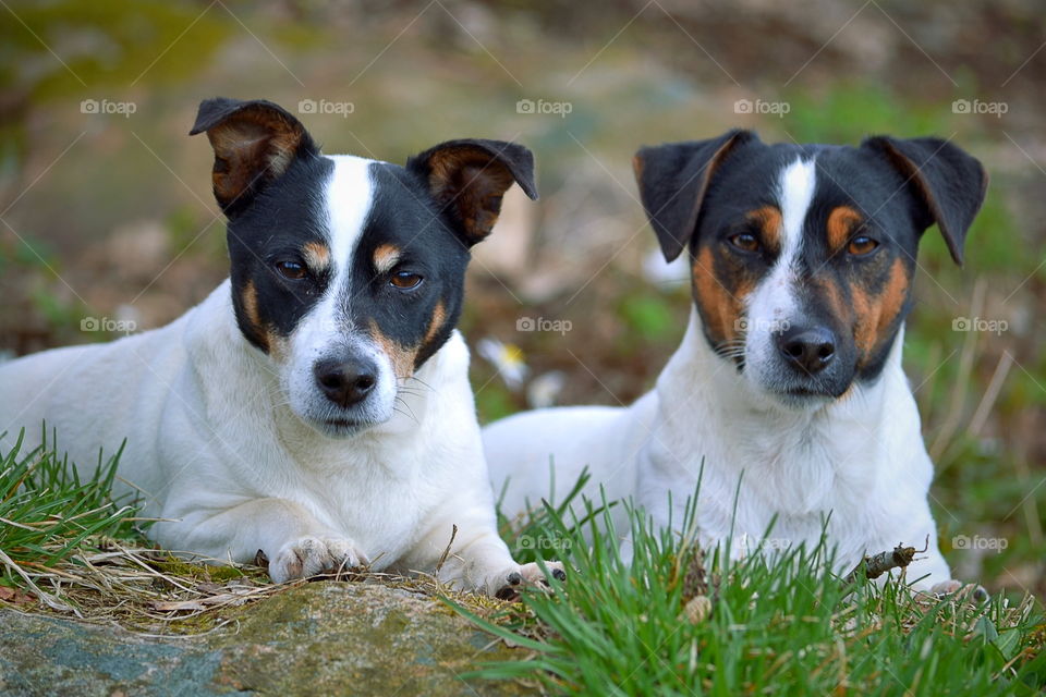 Two dogs in grass