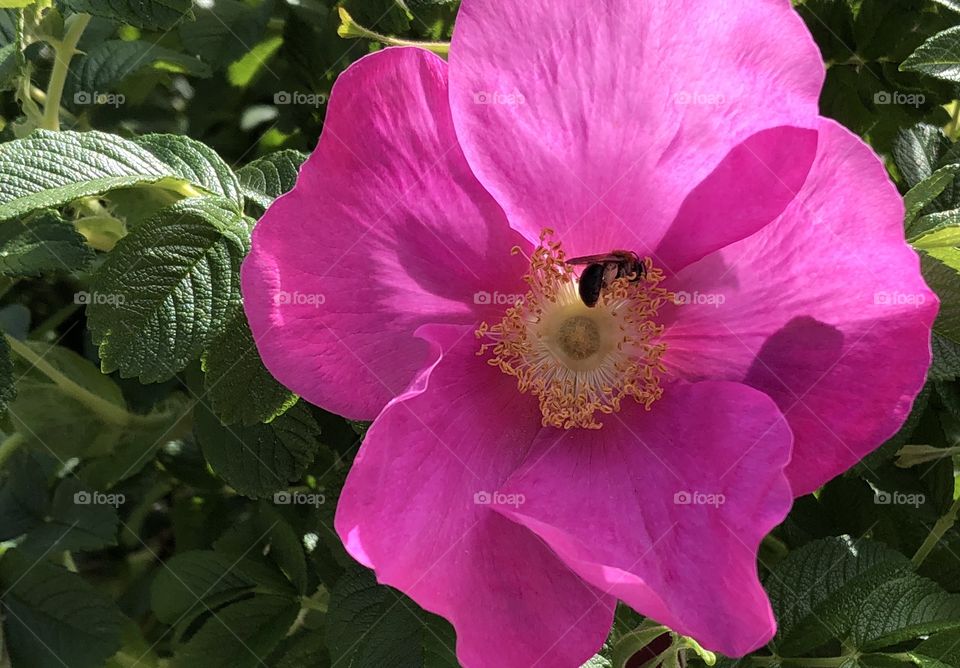 Bright pink rose and a bee 