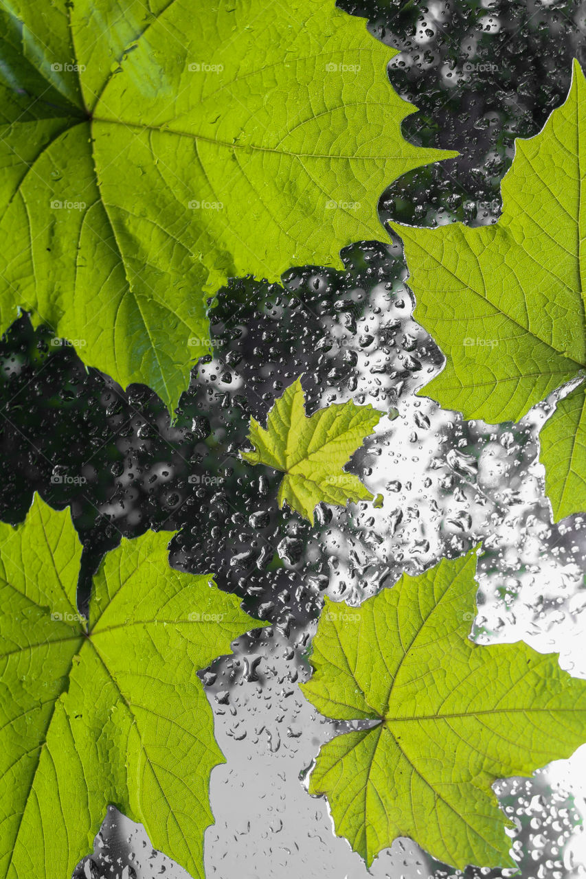 Green colour leaves on rainy glass texture, concept of rainy season.