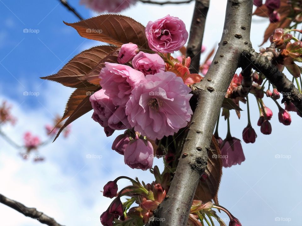 Japanese cherry bloom