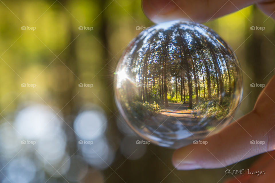 Forest trail through crystal ball